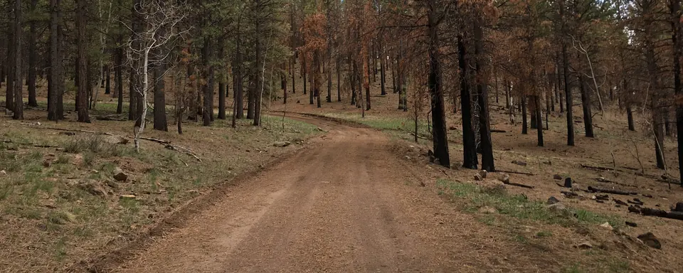 A dirt trail through a burned pine forest off an ATV trail near Richfield, Utah