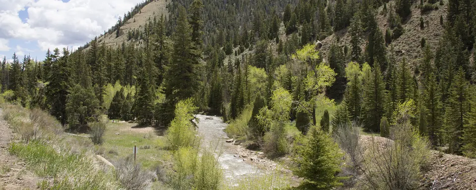 A forested mountain canyon in Huntington Canyon on the Manti-La Sal National Forest, Utah