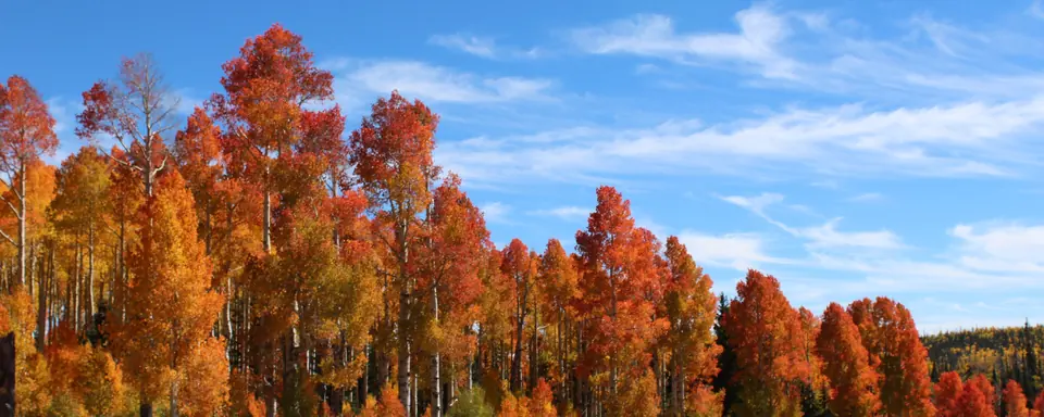 Orange aspen trees under a blue sky along Highway 143 on the Dixie National Forest, Cedar City Ranger District, Utah